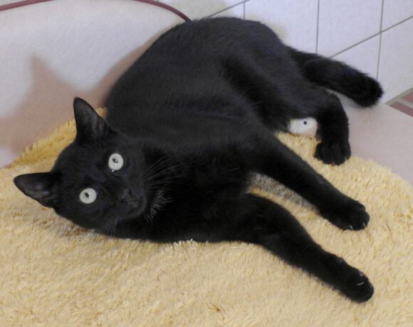 Lucifer, ca. 1 Jahr