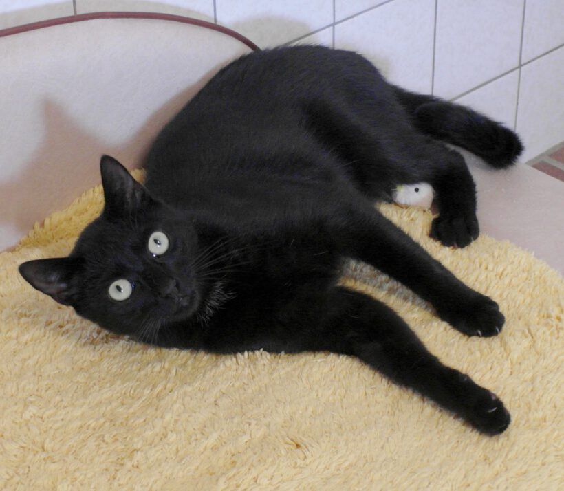 Lucifer, ca. 1 Jahr