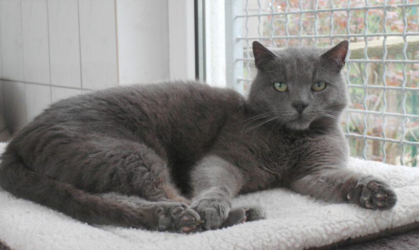 Bommel, ca. 6-7 Jahre