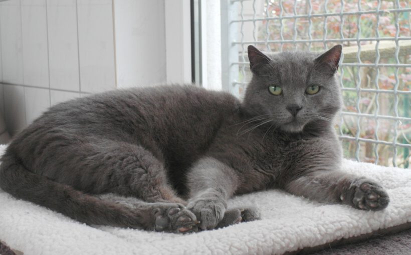 Bommel, ca. 6-7 Jahre