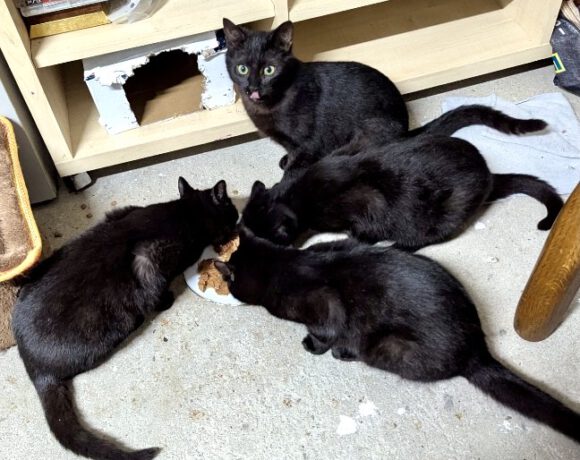 Max, Blacky, Minnie und Tinka