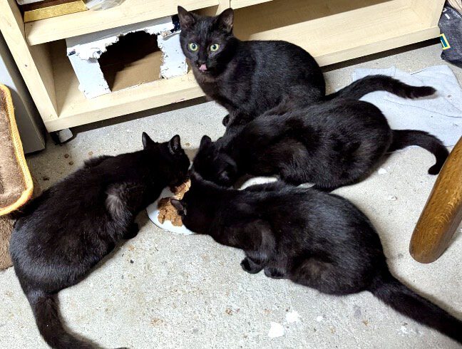 Max, Blacky, Minnie und Tinka