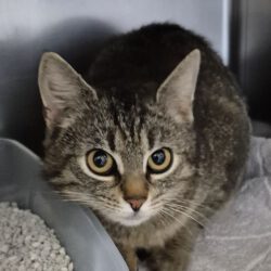 Katze in Gifhorn gefunden Katze in Gifhorn gefunden