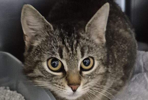 Katze in Gifhorn gefunden
