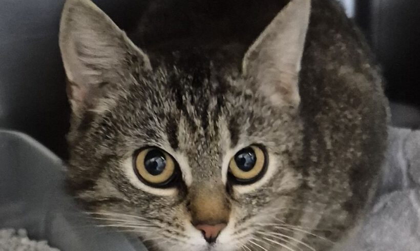 Katze in Gifhorn gefunden