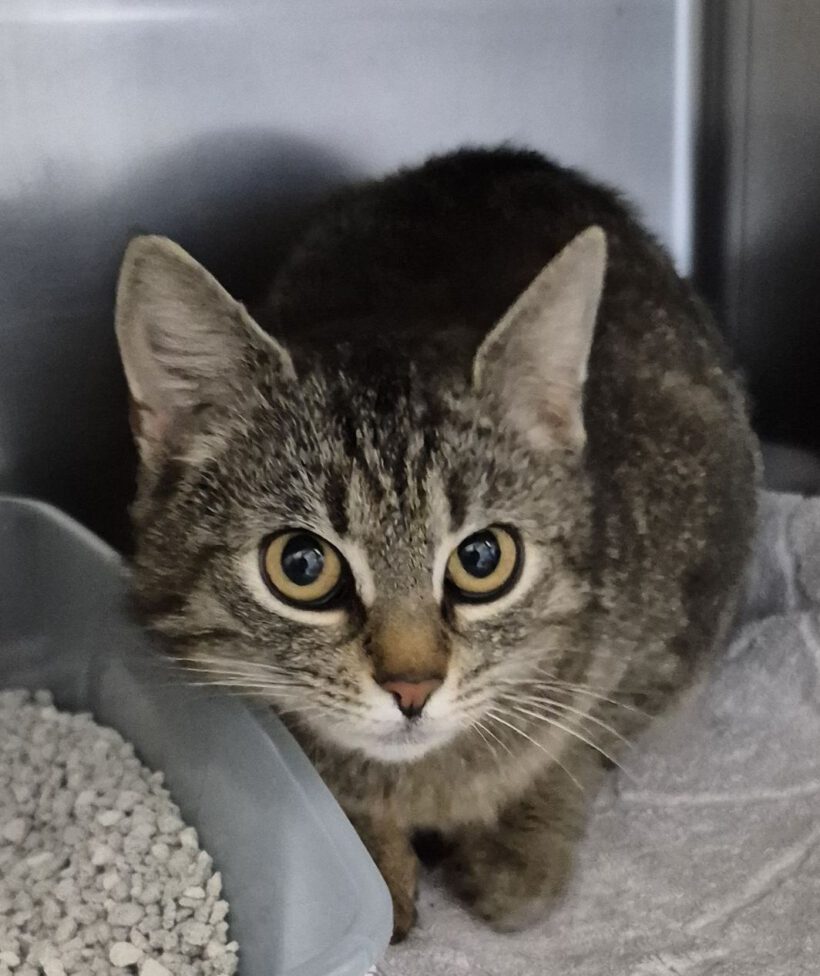 Katze in Gifhorn gefunden