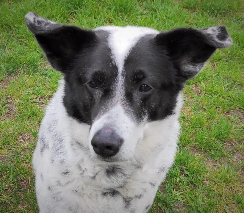 Layla (reserviert)