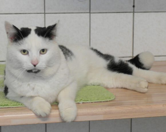 Sidney, ca. 3-4 Jahre (reserviert)