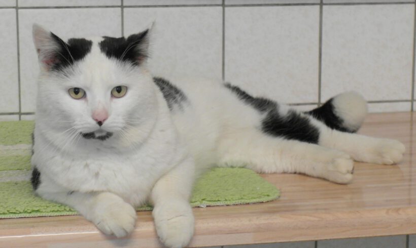 Sidney, ca. 3-4 Jahre (reserviert)