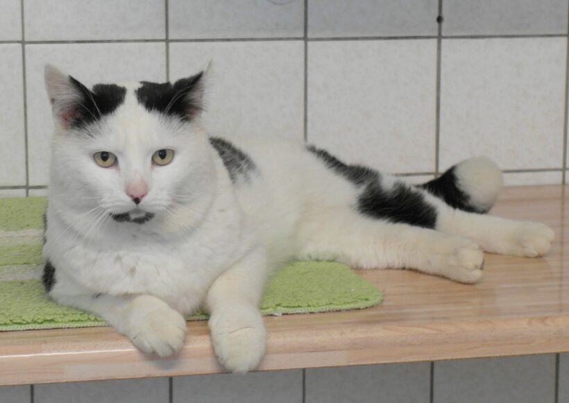 Sidney, ca. 3-4 Jahre (reserviert)