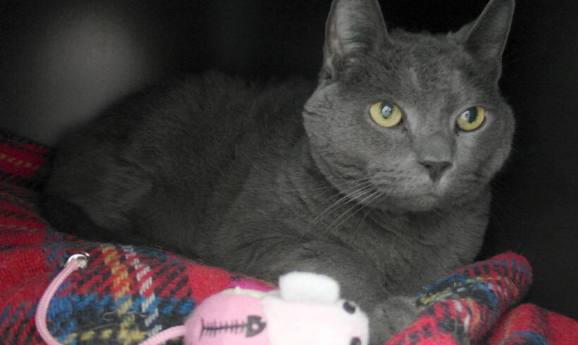 Silver, ca. 5 Jahre