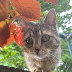 Sunny, ca. 2 Jahre