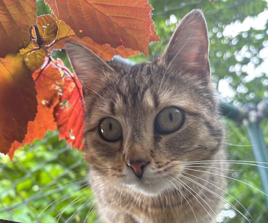 Sunny, ca. 2 Jahre
