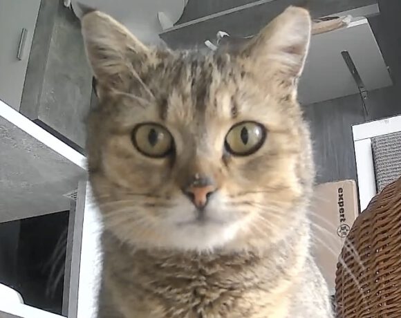 Sunny, ca. 2 Jahre