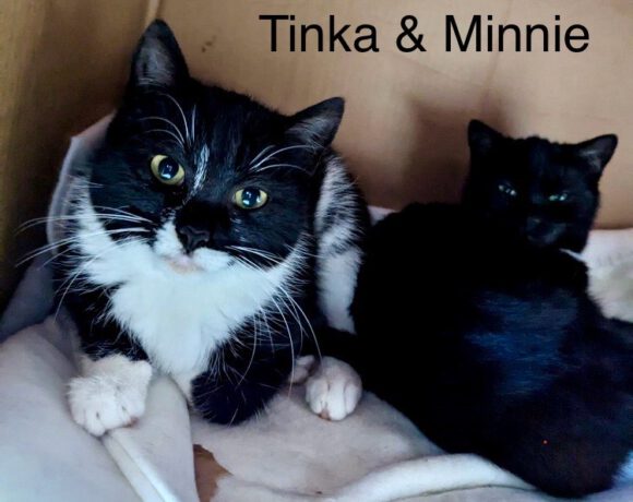 Minnie & Tinka, ca. 1 Jahr