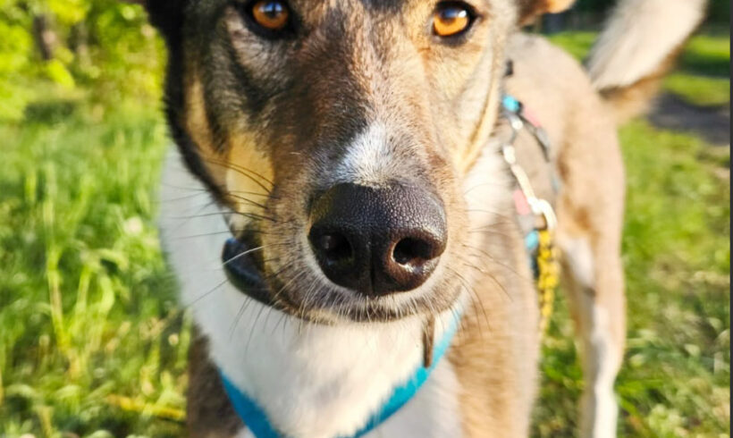 Bonnie
