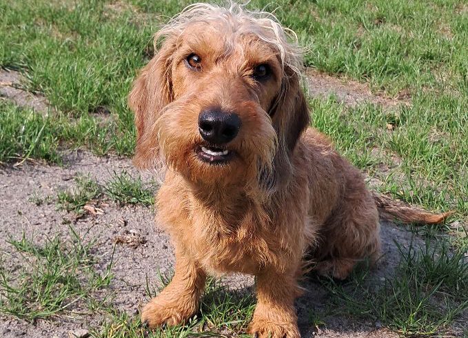 Berti