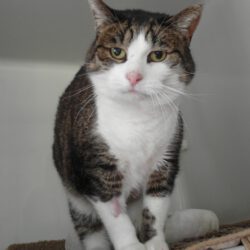 Katze in Gifhorn gefunden