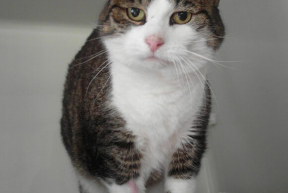 Katze in Gifhorn gefunden