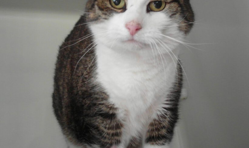Katze in Gifhorn gefunden