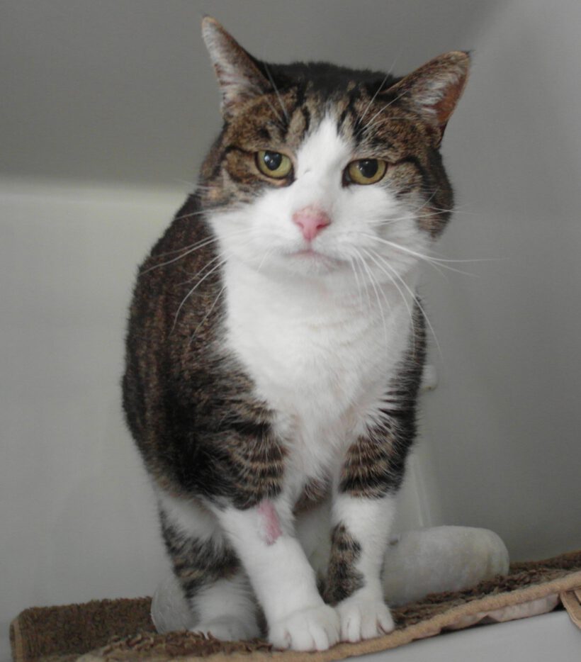 Katze in Gifhorn gefunden