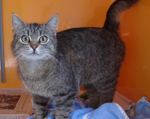 Lina, ca. 2-3 Jahre