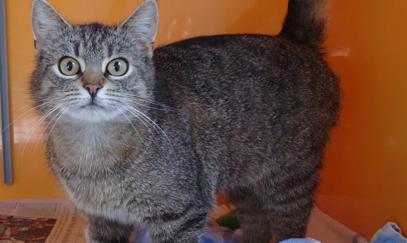 Lina, ca. 2-3 Jahre