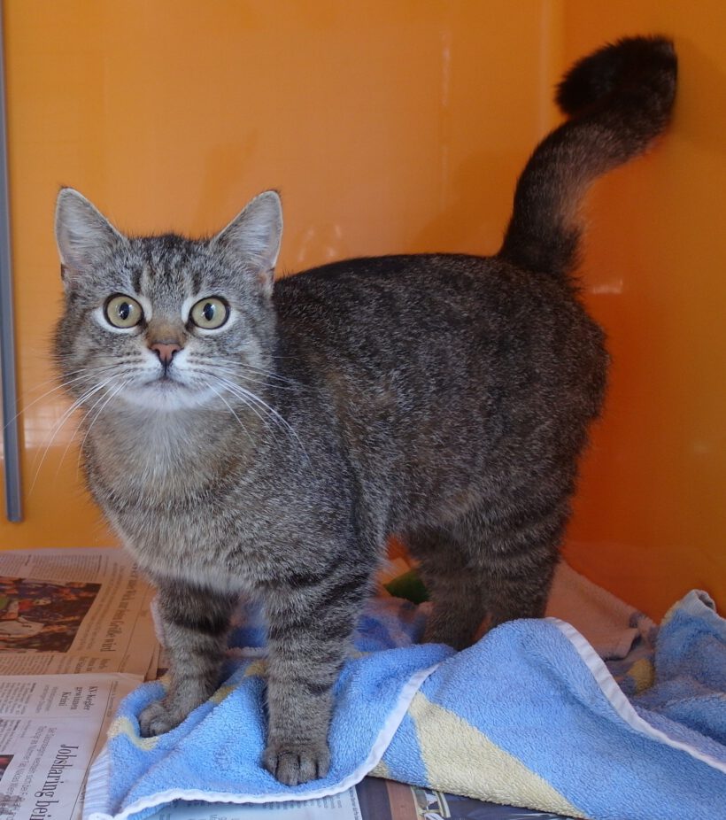 Lina, ca. 2-3 Jahre