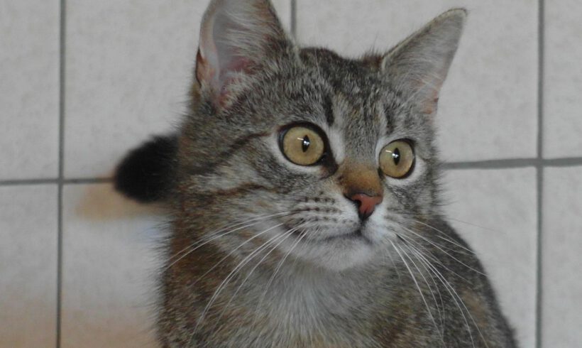 Lina, ca. 2-3 Jahre