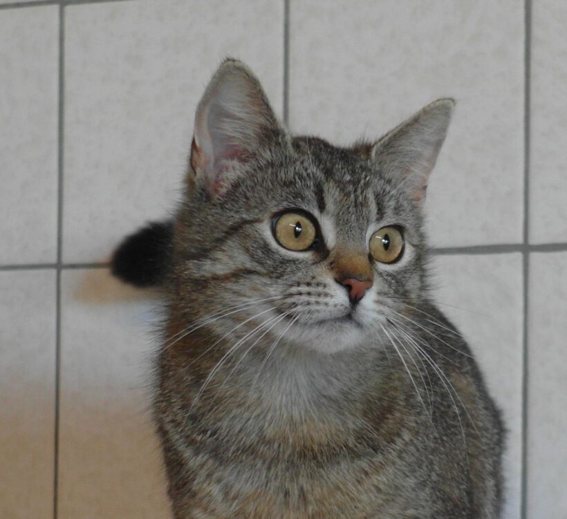 Lina, ca. 2-3 Jahre