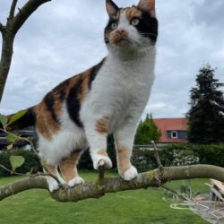 Mimi in Gifhorn vermisst