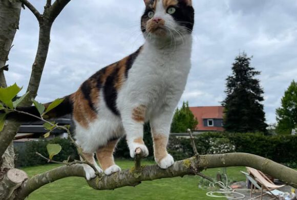 Mimi in Gifhorn vermisst