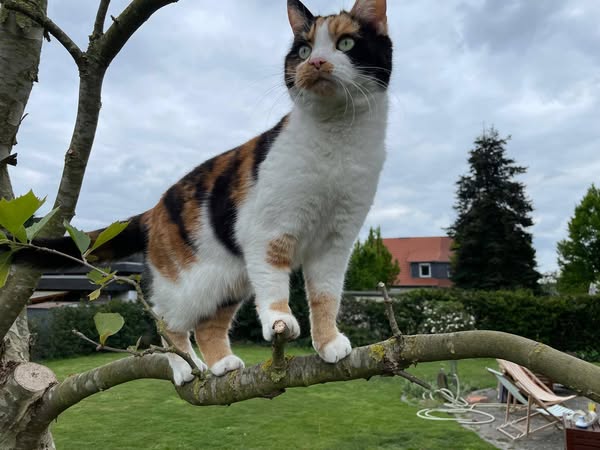 Mimi in Gifhorn vermisst