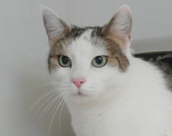 Minka, 7 Jahre