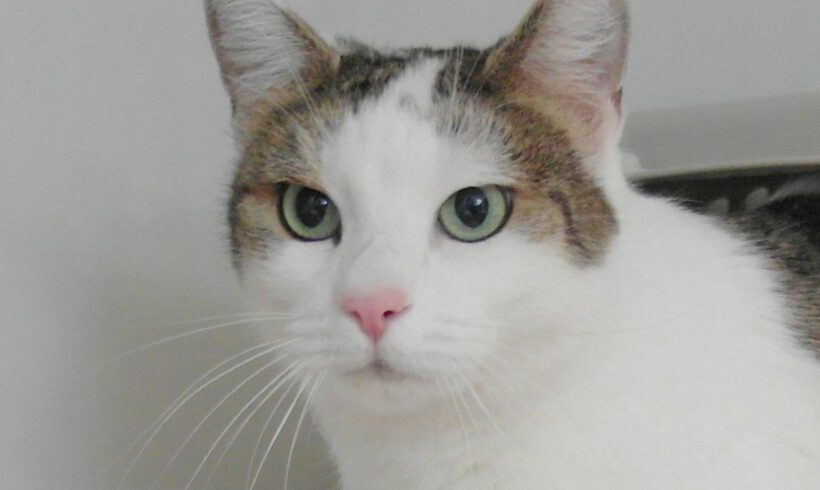 Minka, 7 Jahre