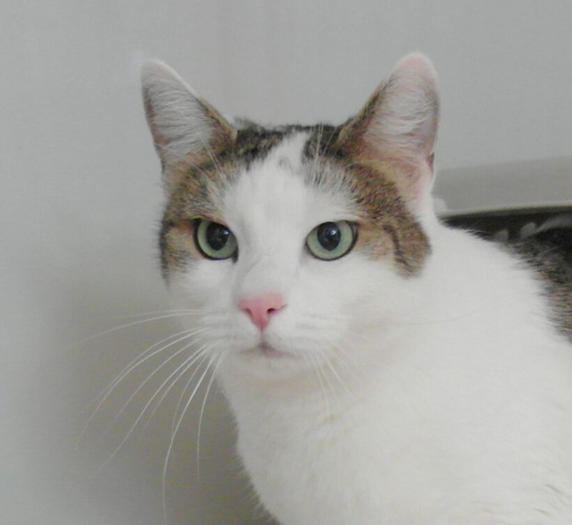 Minka, 7 Jahre