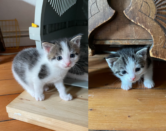 Aragon & Ajamu