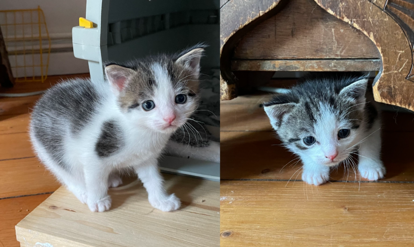Aragon & Ajamu