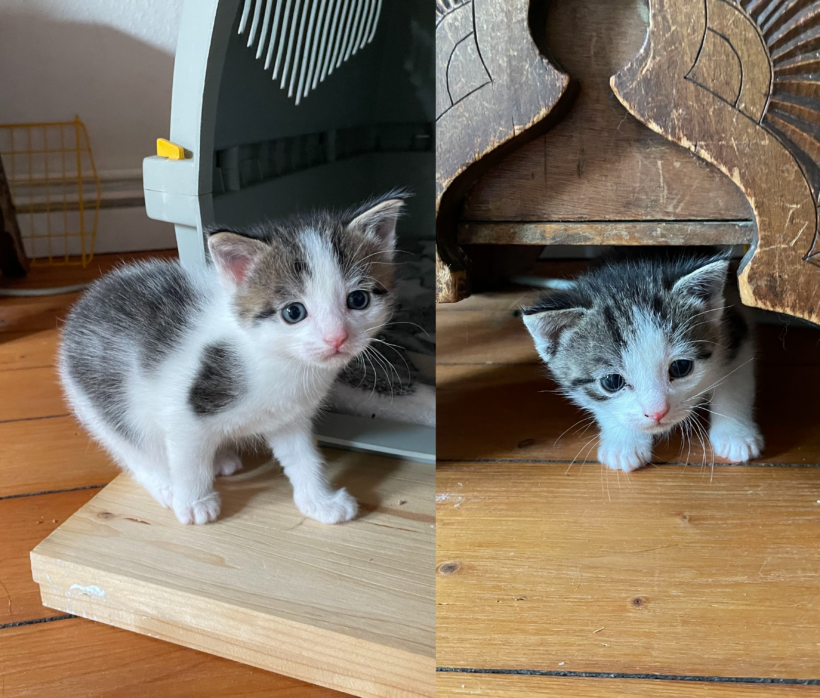 Aragon & Ajamu