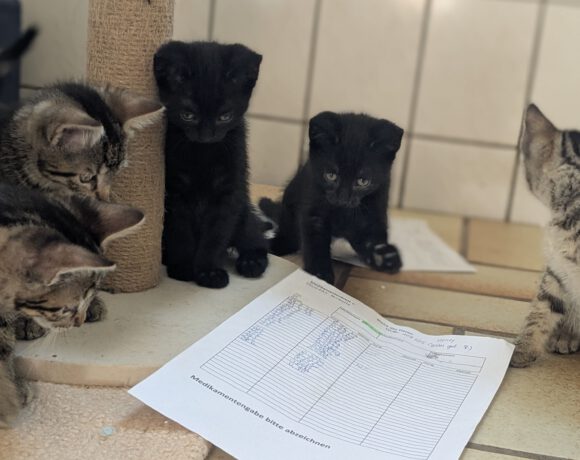 Honey, Nia, Shani, Alfi & Fips