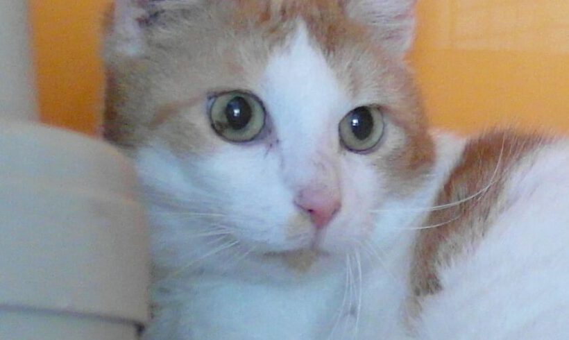 Kasimir, ca. 6 Jahre