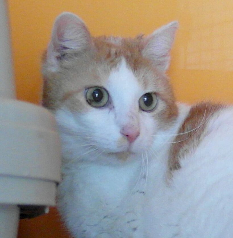 Kasimir, ca. 6 Jahre