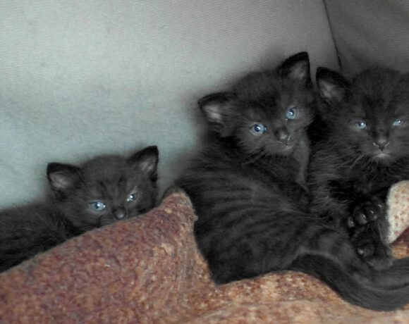 Leopold, Louis & Lady