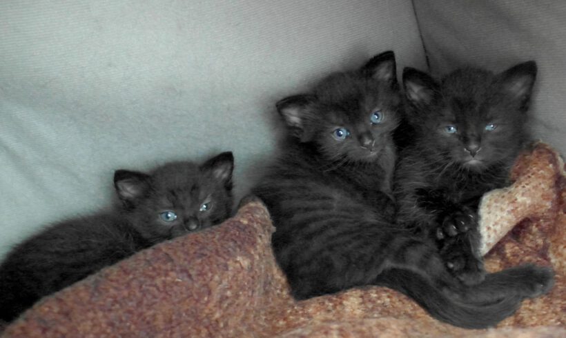 Leopold, Louis & Lady