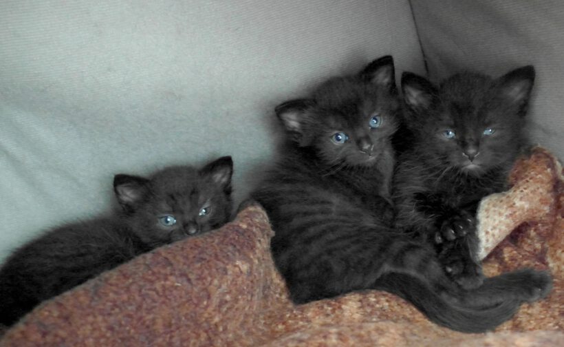 Leopold, Louis & Lady