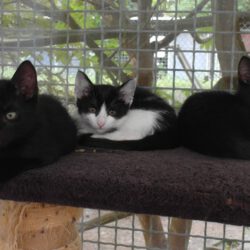 Suri, Vicky, Miley, Mieke, Lupo & Peso