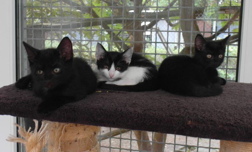 Suri, Vicky, Miley, Mieke, Lupo & Peso