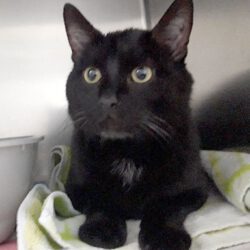 Kater in Gifhorn gefunden Kater in Gifhorn gefunden