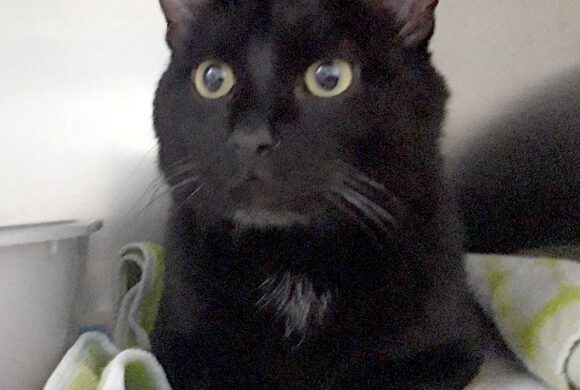 Kater in Gifhorn gefunden