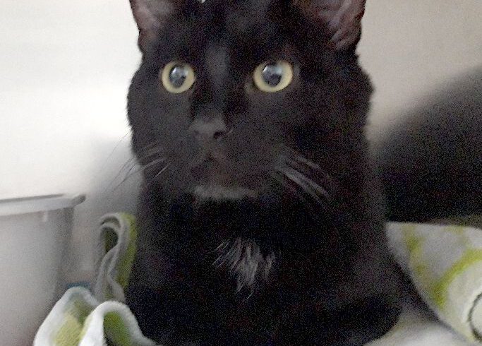 Kater in Gifhorn gefunden